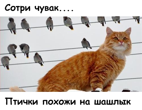 Lolcats - котовторник 33 лолокота!