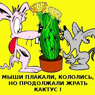 По пути в США, я предвкушал красивую жизнь в цивилизованной стране