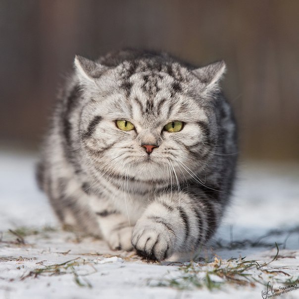 Живность из сети