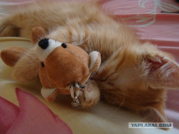 Котовторник