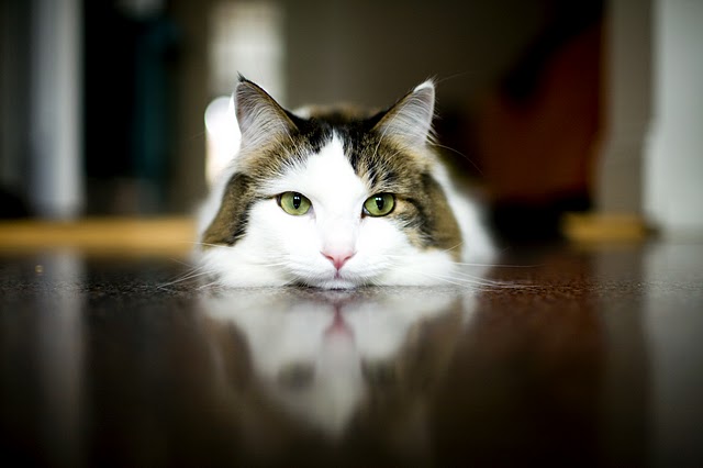 Котовторник на 6 июля