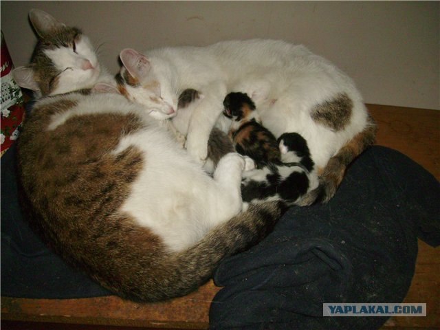 Сегодня котовторник, а котиков все нет