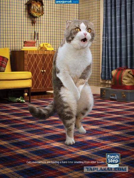 Котовторник