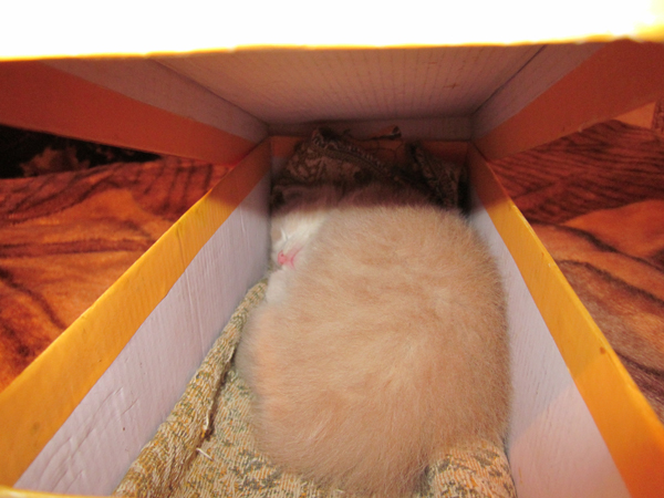 Котовторник 22.11.11