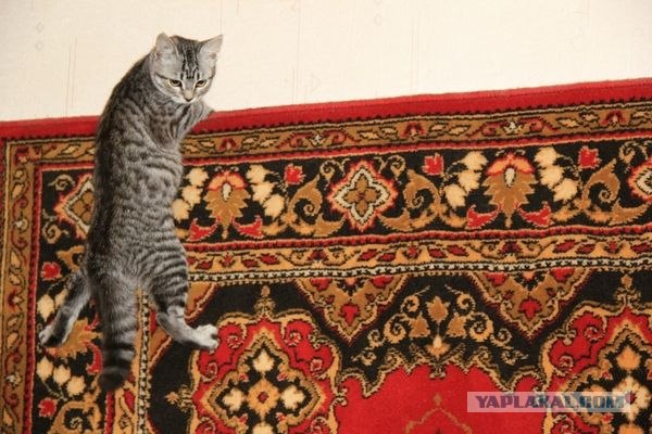 Котовторник 20.12.2011