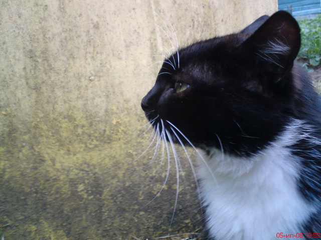Котовторник (28.02.2012)