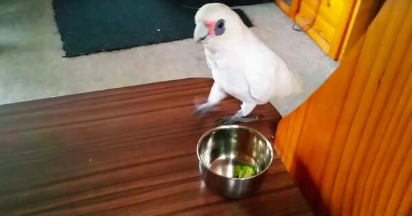Хозяйка дала попугаю брокколи на обед. Реакция птички была неожиданной