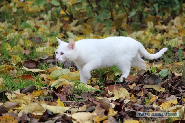 Котовторник ( 23.10. 2012. )