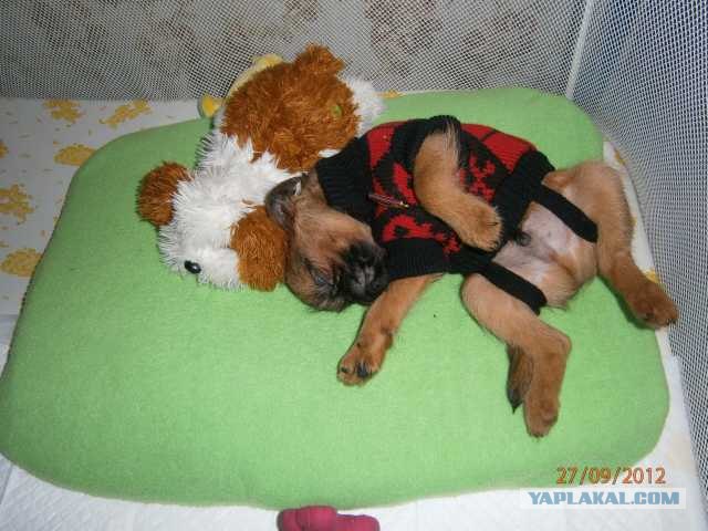 Самые смешные снимки животных за 2012 год