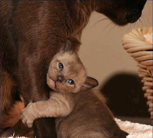 Котовторник однако