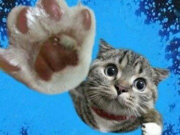 Картинки с котами и про котов