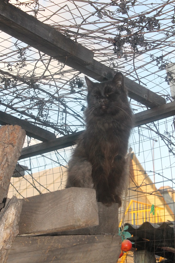 Жизнь домашнего приюта "Котоленд" 241