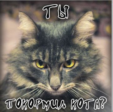 Из жизни маленького мейнкуна