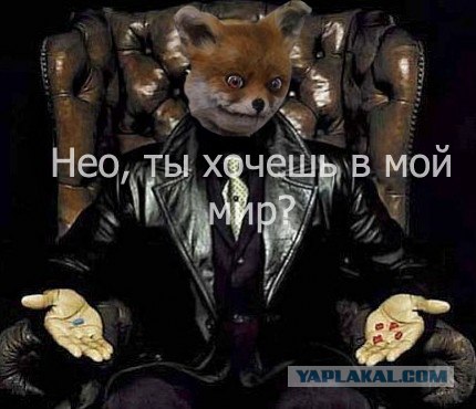 Таксидермия + наркомания