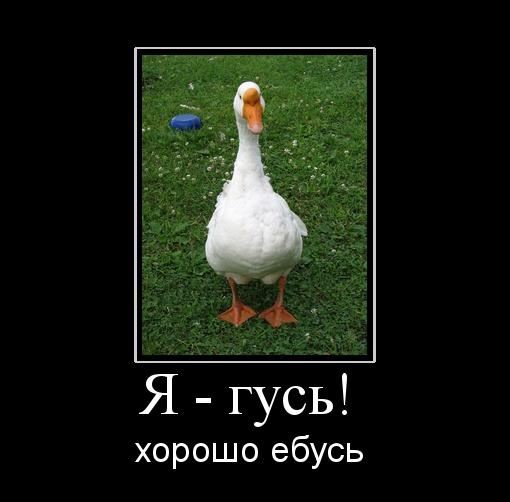Е@и гусей, говорили они
