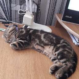 Котовторник 05.10.21 г