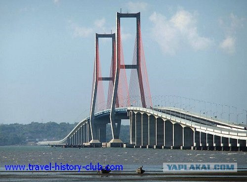 Они живут только 40 лет