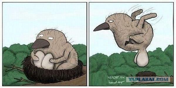Жаль нет ружья!