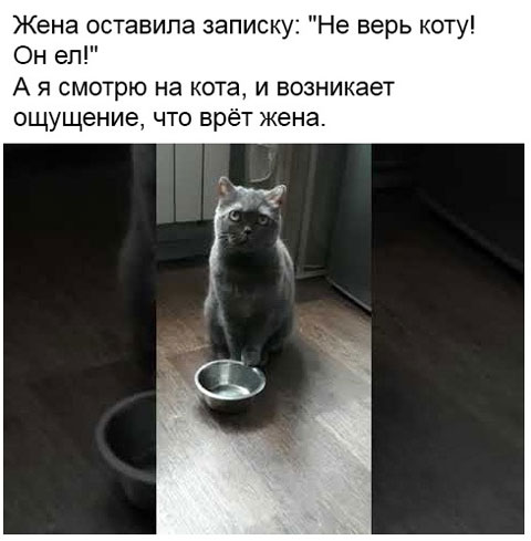 Котовторник в картинках