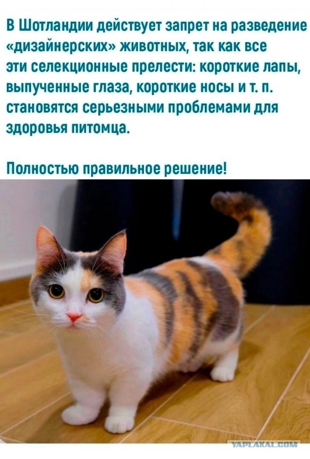 Ничего милее вы сегодня не увидите