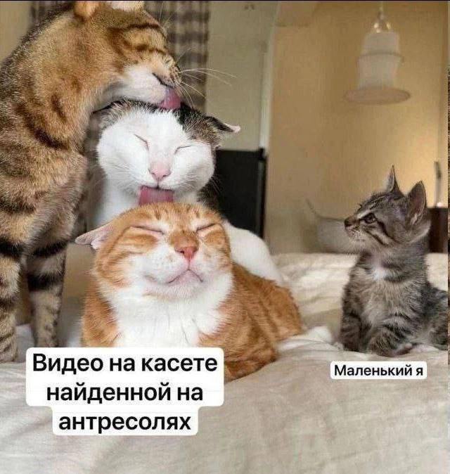 Весёлый полтишок 04.06.2025