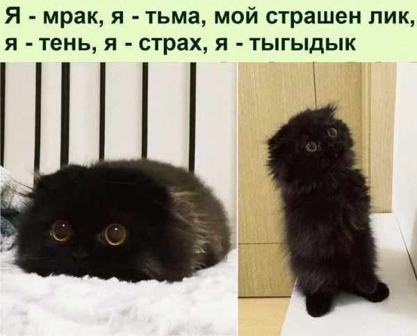 Это что за покемон?!