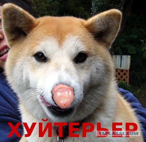 Беспощадные терьеры! (0+)