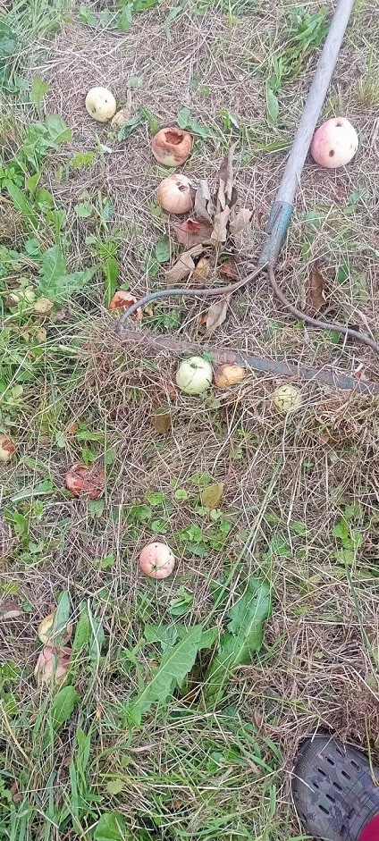 Яблочко от яблони