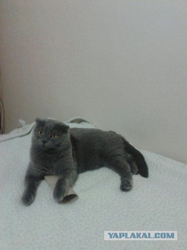 Котовторник 12.11.2013