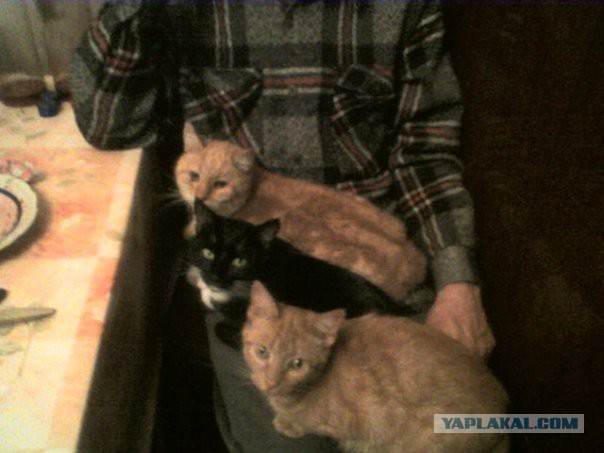 Котовторник 04.03.2014