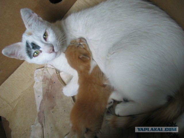 Котовторник 01.04.2014