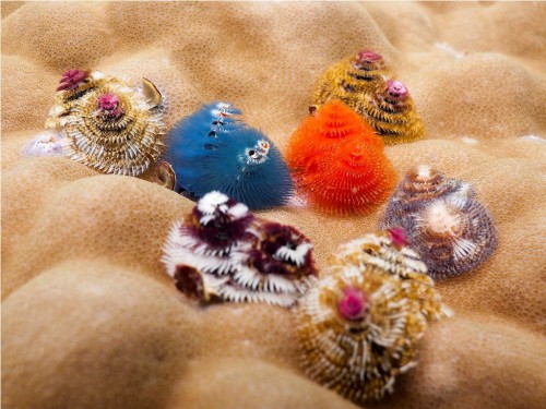 Новогодний червь