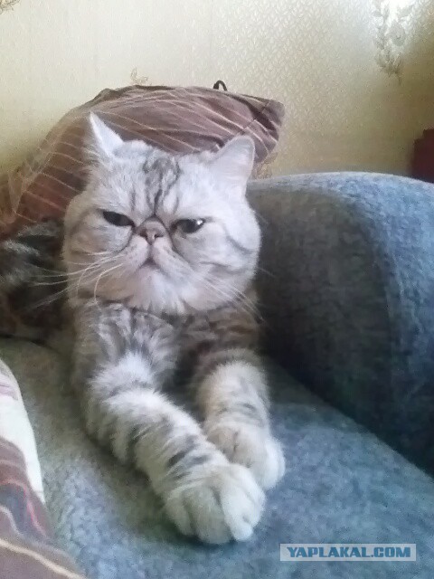 Котовторник  08.04.2014