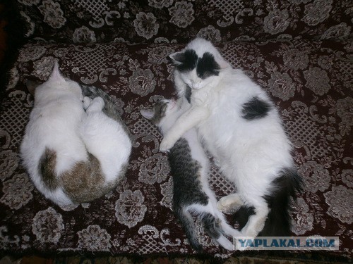 Котовторник 27.5.2014