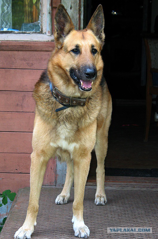 Мой малый друг Мухтар