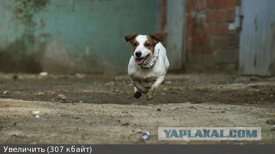 Собакачетверг, вроде...