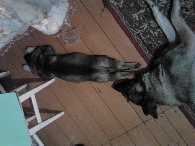 Цобакин четверг