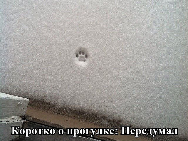 Прикольные коты