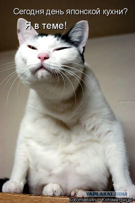 Прикольные коты