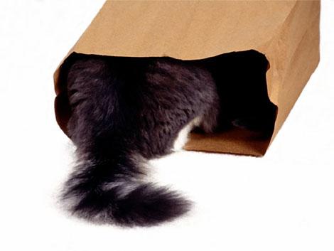 Коты, кошки, котята