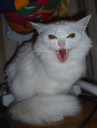 Коты, кошки, котята