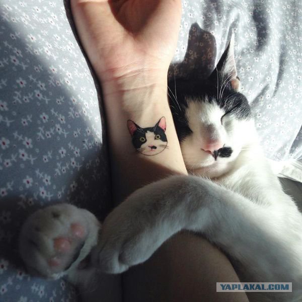 Котовторник