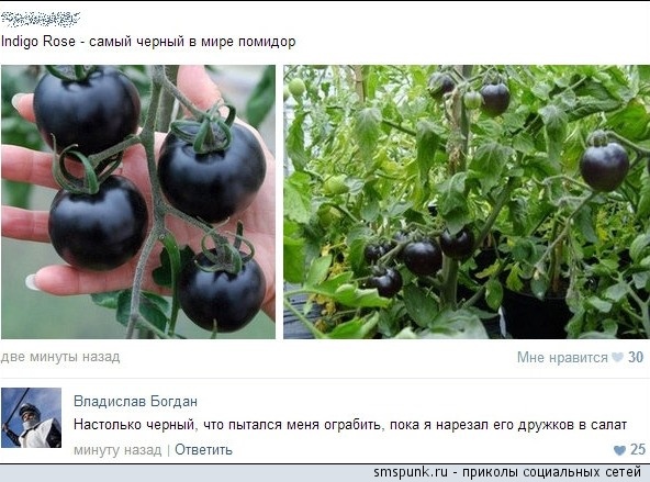 Смешные комментарии 07.01.2016