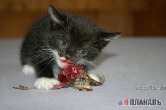 Коты, кошки, котята