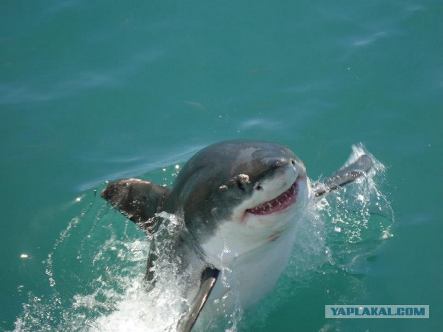 Подборка картинок 21.02.16