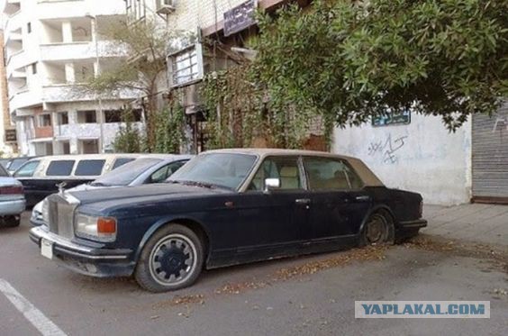 Преданные и брошенные четырехколесные друзья человека