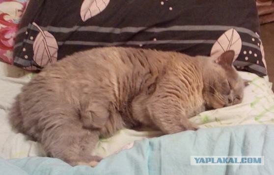 Котовторник  10.05.2016