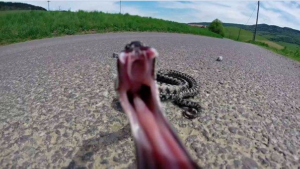 Божьи твари