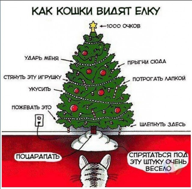 18 вещей, c которыми вы столкнетесь, когда заведете кошку