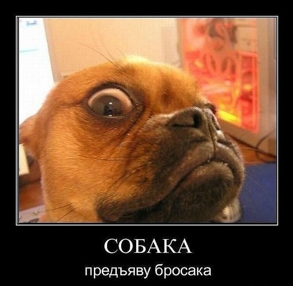 Прикольные животные